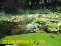 /home//u458753944/public_html/sourcegallery///Frogs/Bullfrogs 2016-08 Ontario/P8081397.JPG